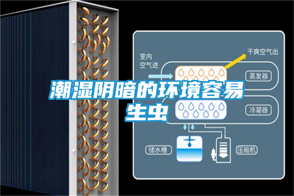 潮湿阴暗的环境容易生虫