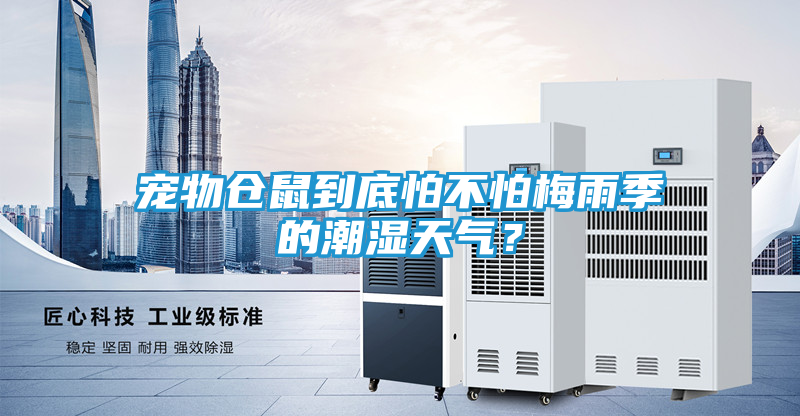 宠物仓鼠到底怕不怕梅雨季的潮湿天气？