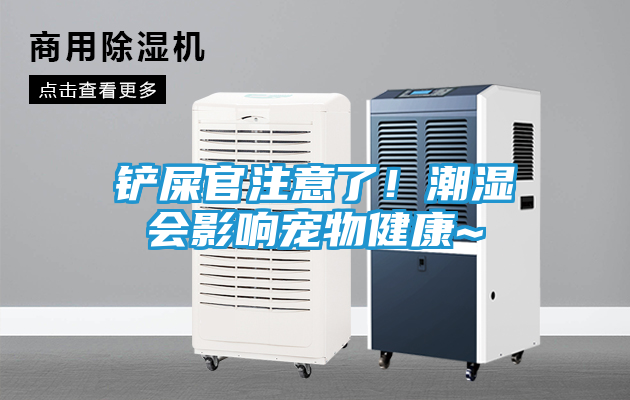 铲屎官注意了！潮湿会影响宠物健康~