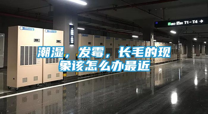 潮湿，发霉，长毛的现象该怎么办最近