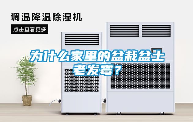 为什么家里的盆栽盆土老发霉？