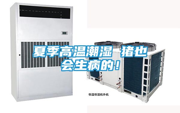 夏季高温潮湿 猪也会生病的！
