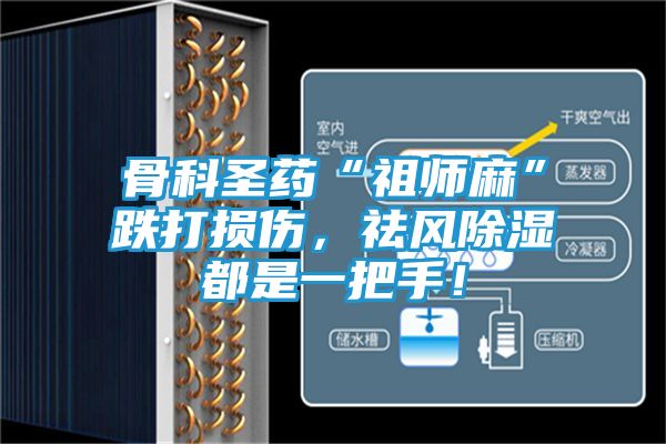 骨科圣药“祖师麻”跌打损伤，祛风除湿都是一把手！