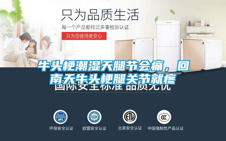 牛头梗潮湿天腿节会痛，回南天牛头梗腿关节就疼