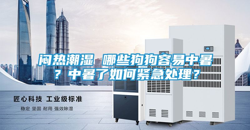 闷热潮湿 哪些狗狗容易中暑？中暑了如何紧急处理？