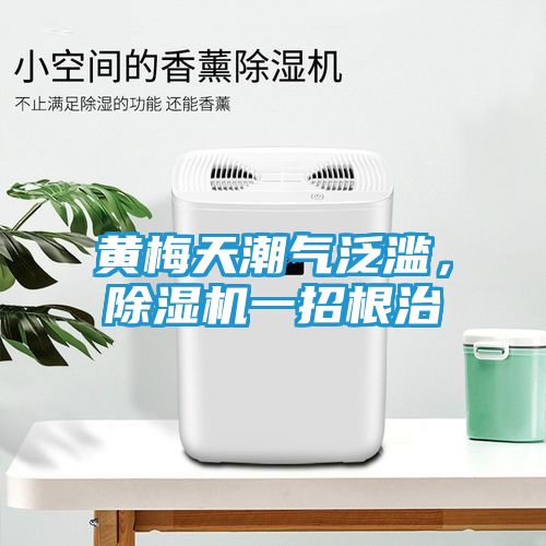 黄梅天潮气泛滥，除湿机一招根治