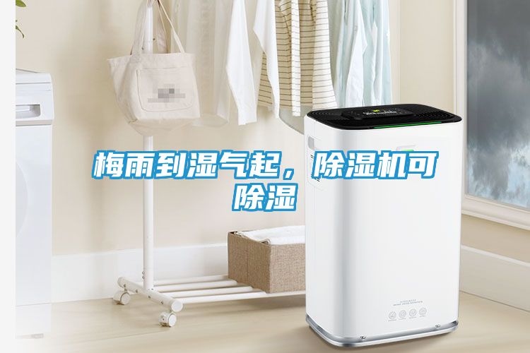 梅雨到湿气起，除湿机可除湿