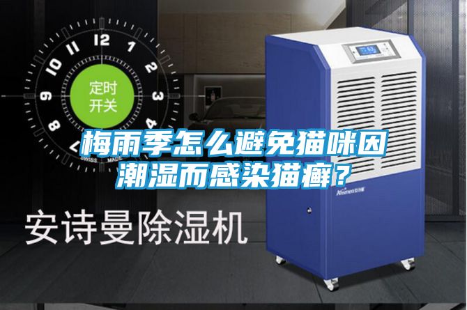 梅雨季怎么避免猫咪因潮湿而感染猫癣？