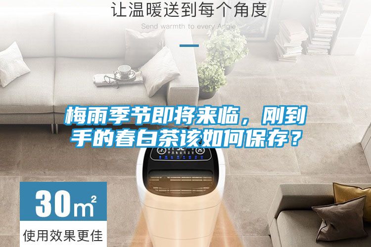 梅雨季节即将来临，刚到手的春白茶该如何保存？