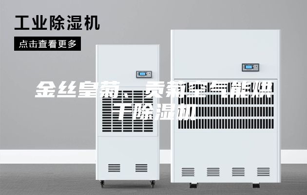 金丝皇菊、贡菊空气能烘干除湿机