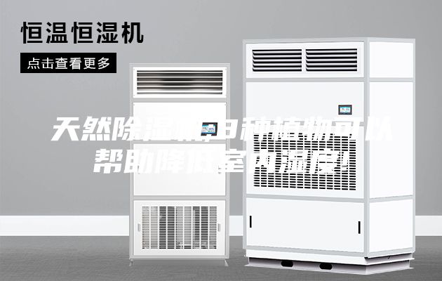 天然除湿机;8种植物可以帮助降低室内湿度!
