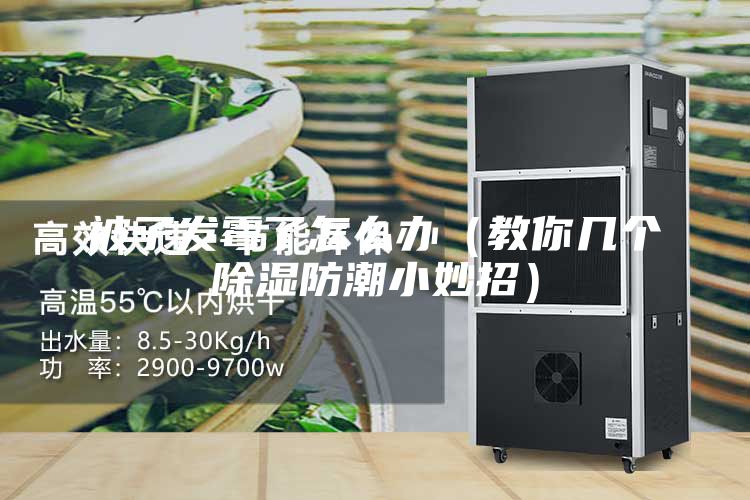 被子发霉了怎么办（教你几个除湿防潮小妙招）